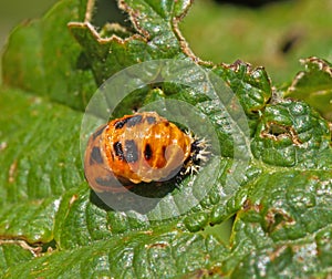 Harlequin Ladybird Pupa