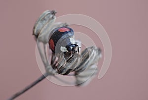 Harlequin Ladybird. Wild Fennel. The Caped Invader Ladybug / Ladybird - Image photo