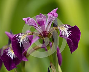 Harlequin, larger or northern blue flag, iris