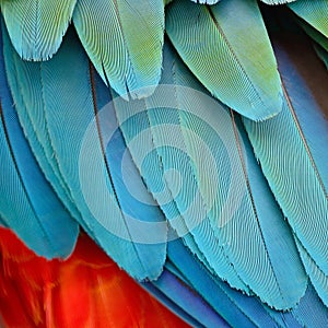 Harlequin Macaw feathers