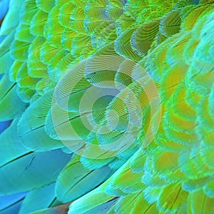 Harlequin Macaw feathers