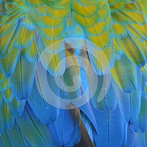 Harlequin Macaw feathers