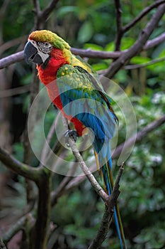 Harlequin Macaw - Hybrid Macaw