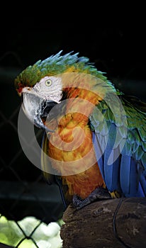 Harlequin Macaw Multicolor photo