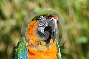 Harlequin Macaw Parrot Close Up