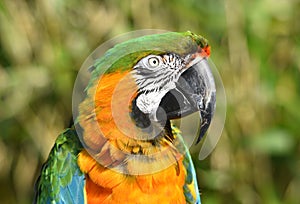 Harlequin Macaw Parrot Close Up