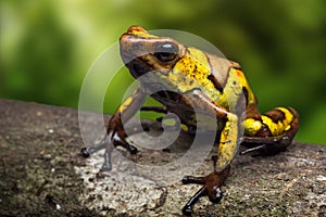 Harlequin poison dart frog, Oophaga histrionica