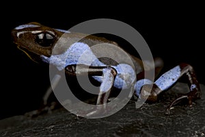 Harlequin poison-dart frog Oophaga histrionica