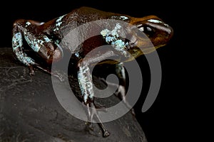 Harlequin poison-dart frog Oophaga histrionica