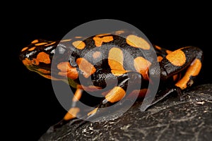 Harlequin poison-dart frog Oophaga histrionica