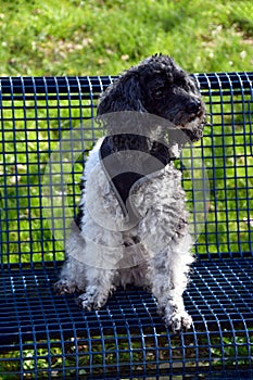 Harlequin poodle is sitting on a bench