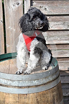 Harlequin poodle sitting on wine barrel