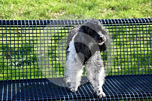 Harlequin poodle standing on a bench