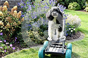 Harlequin poodle tries to ride on a rolling stool