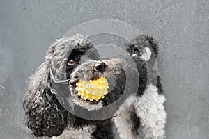 Dog and his squeaky toy photo