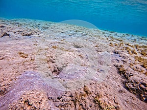 Harlequin prawn goby known as Cryptocentrus caeruleopunctatus underwater in the Red Sea, Egypt