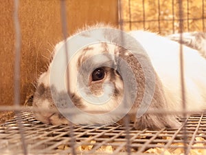 Harlequin rabbit