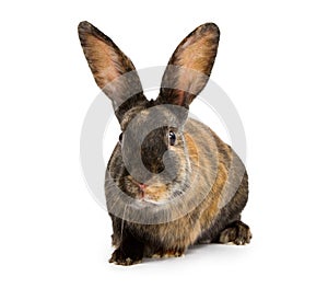 A Harlequin Rabbit Isolated on White photo