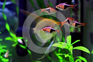 Harlequin rasbora freshwater fish - Trigonostigma heteromorpha