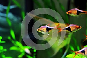 Harlequin rasbora freshwater fish - Trigonostigma heteromorpha