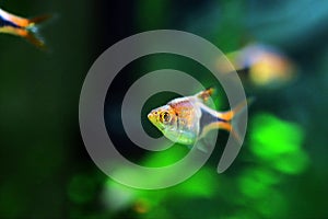 Harlequin rasbora freshwater fish - Trigonostigma heteromorpha
