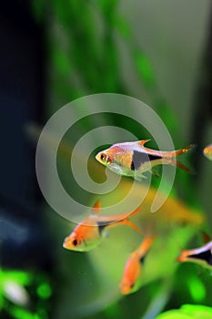 Harlequin rasbora freshwater fish - Trigonostigma heteromorpha