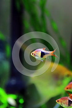 Harlequin rasbora freshwater fish - Trigonostigma heteromorpha