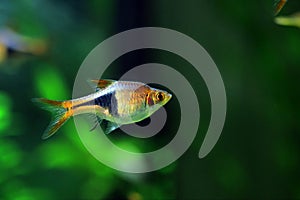 Harlequin rasbora freshwater fish - Trigonostigma heteromorpha