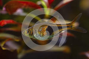 Harlequin rasbora, golden dwarf pet in nature planted aquarium, bright light design with blurred vegetation background