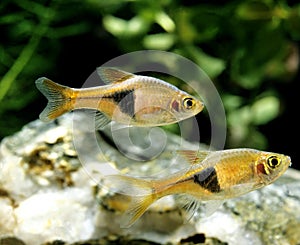 Harlequin Rasbora, rasbora heteromorpha