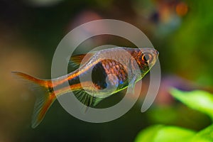 Harlequin rasbora, popular dwarf pet in nature planted design aquarium, dim light with blurred background