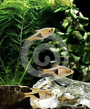 Harlequin Rasbora, rasbora heteromorpha