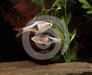 Harlequin Rasbora, rasbora heteromorpha, Aquarium Fishes