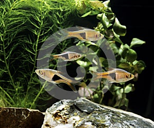 Harlequin Rasbora, rasbora heteromorpha, Aquarium Fishes