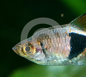 Harlequin rasbora (Trigonostigma heteromorpha)