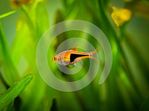 Harlequin rasbora Trigonostigma heteromorpha on a fish tank with blurred background photo