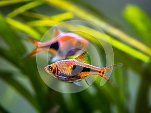 Harlequin rasbora Trigonostigma heteromorpha on a fish tank