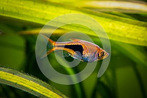 Harlequin rasbora Trigonostigma heteromorpha isolated on a fish tank with blurred background photo