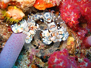 Harlequin shrimp