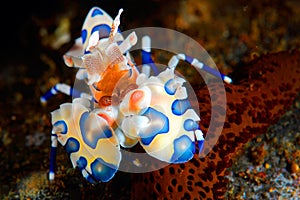 Harlequin shrimp