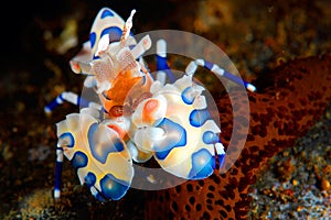 Harlequin shrimp photo