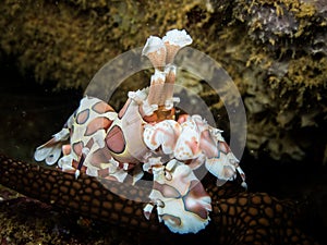 Harlequin Shrimp