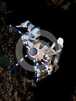 Harlequin Shrimp on black sand background