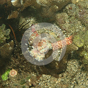 Harlequin shrimp - Hymenocera elegans