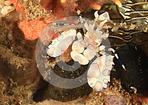 Harlequin shrimp - Hymenocera elegans