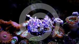 Harlequin Shrimp - Hymenocera elegans photo