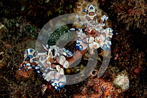 Harlequin shrimp hymenocera elegans picta close up