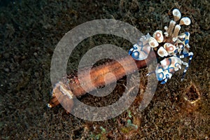 Harlequin shrimp hymenocera elegans picta close up