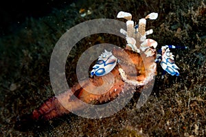 Harlequin shrimp hymenocera elegans picta close up