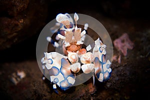 Harlequin Shrimp - Hymenocera picta